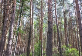Омичам официально продлили запрет на посещение лесов