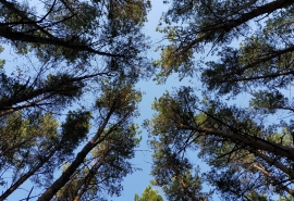 В Омске за год снесут более двух тысяч деревьев и высадят порядка десяти тысяч