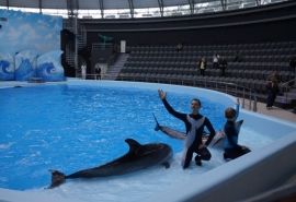 Кокорин построил дельфинарий в Новосибирске