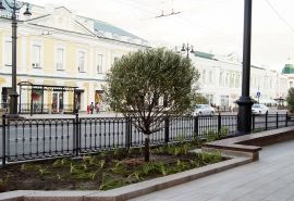 На улице Ленина в Омске высадят минимум деревьев-разрушителей