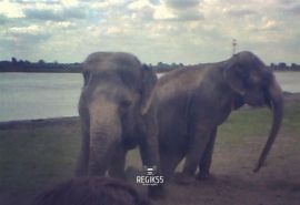 В Ачаирском поселке по берегу Иртыша гуляют два слона