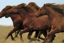 Табун лошадей сбежал из Казахстана в Омскую область