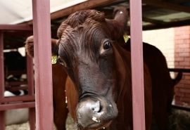 В Исилькульском районе на год ввели карантин по туберкулезу крупного рогатого скота