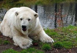 Прибывший в Омск японский блогер-любитель белых мишек пришел в восторг от медведицы Гули