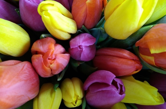 В Омске цветочники начали озвучивать цены на тюльпаны к 8 Марта