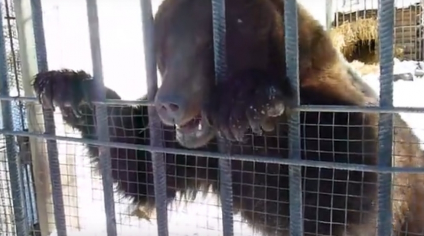 спячка медведей в зоопарке. медведь в спячке. медведь проснулся. большереченский зоопарк омск. сахалинский зоопарк.