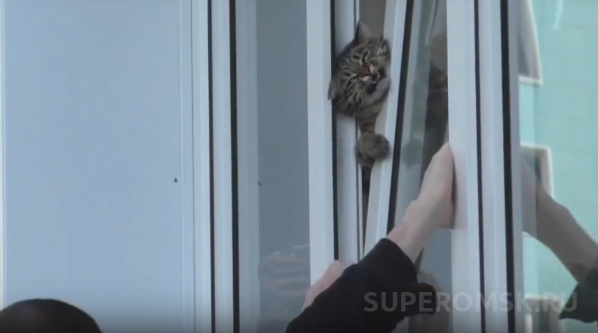 Омич спас истошно вопящего и застрявшего головой в окне кота