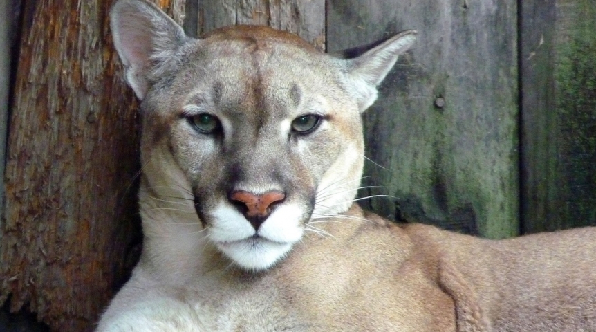 Puma Swede Forum