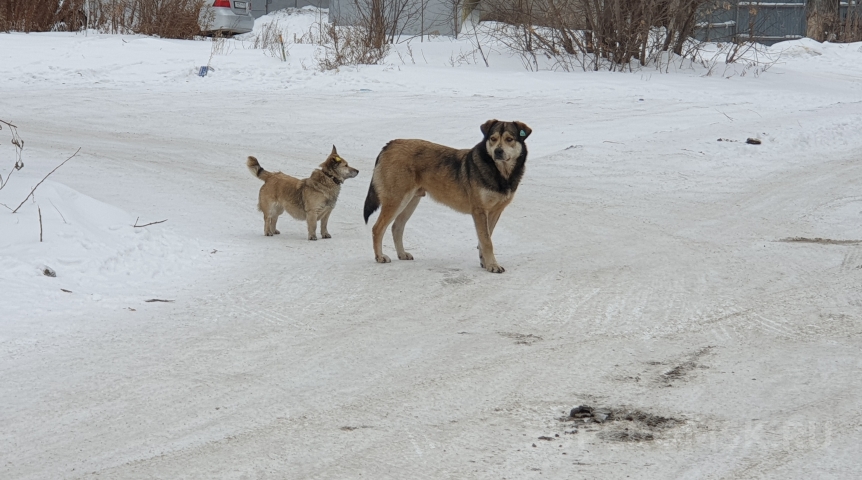 экзотик шоу аливрувер. звери волгоград 2024. бездомные собаки волгоград. приют для животных в волгограде красноармейский. муниципальный приют для животных омск.