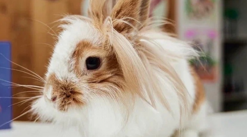 Омский кролик Морковка нашла свое счастье, несмотря на непростой характер