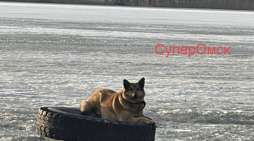 Собаку спасли из ледяного плена на берегу Иртыша в Омске