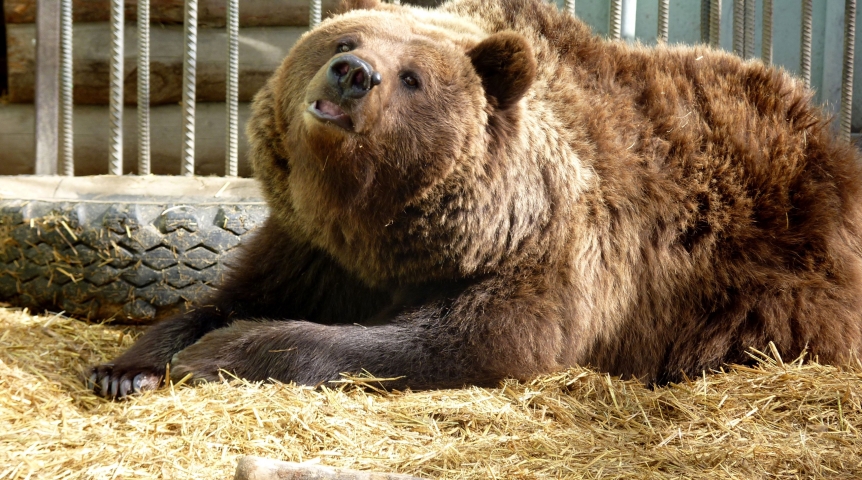 Жена омского медведя Фомы устала от его любви, и он стал заглядываться на молодую соседку