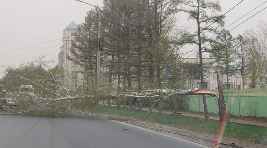 В Омске из-за ураганного ветра на проезжую часть рухнуло дерево