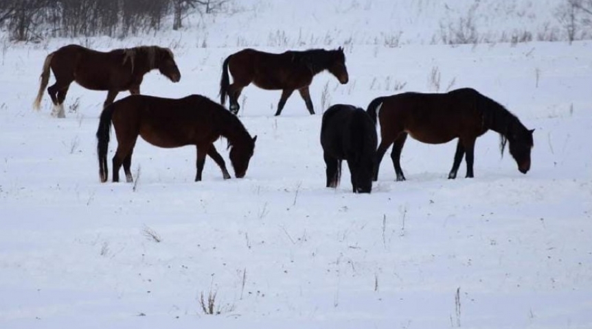 Омские лошади незаконно пересекли границу с Казахстаном