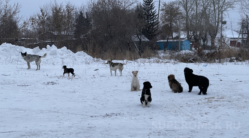 В Омской области обнаружили бешеных собак
