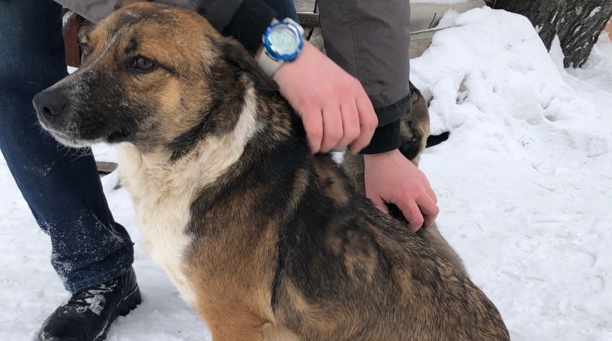 Омская бездомная собака Лиза пожертвовала своим счастьем ради спокойного будущего детей