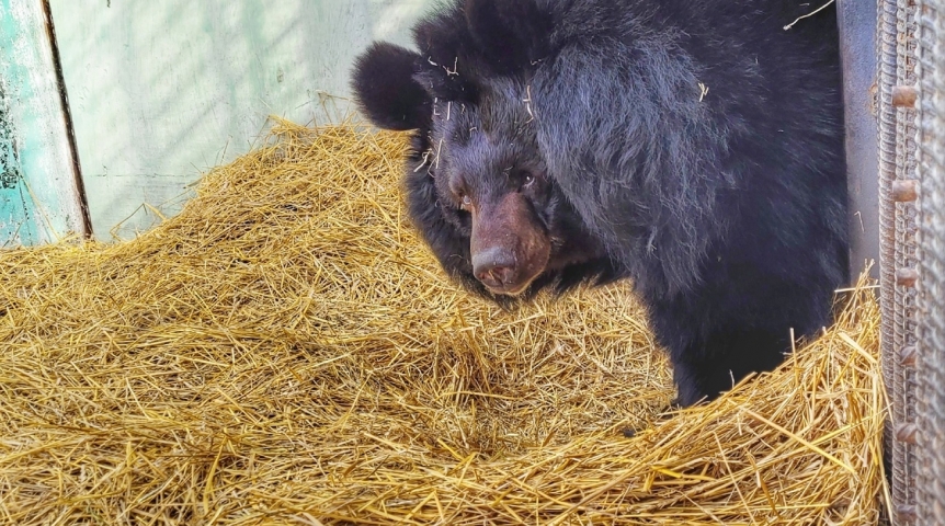Омская медведица Кроха, проснувшаяся ни свет ни заря, очень недовольна