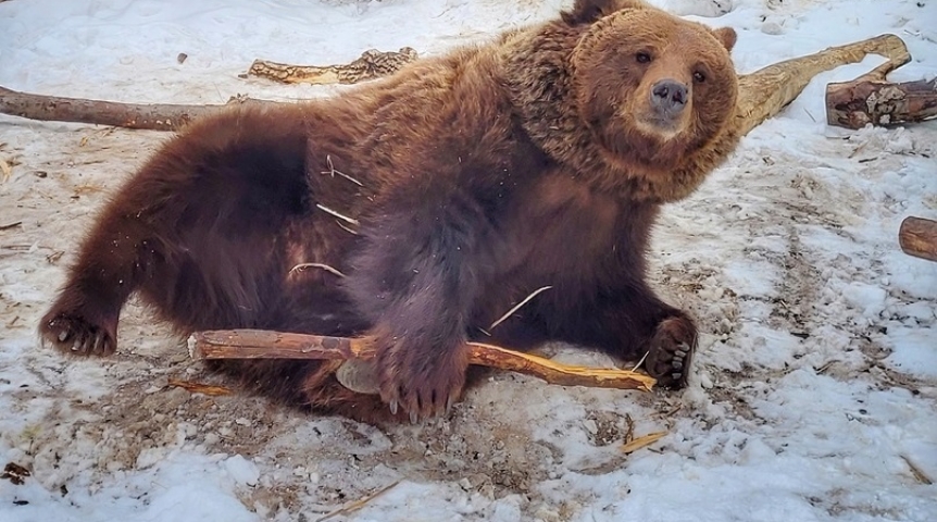В Омской области проснулись все медведи Большереченского зоопарка