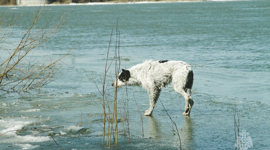 В Омске решилась участь собаки, оказавшейся в западне на острове посреди Иртыша
