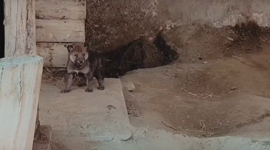 Новорожденные омские волчата отправились исследовать большой мир: родители против