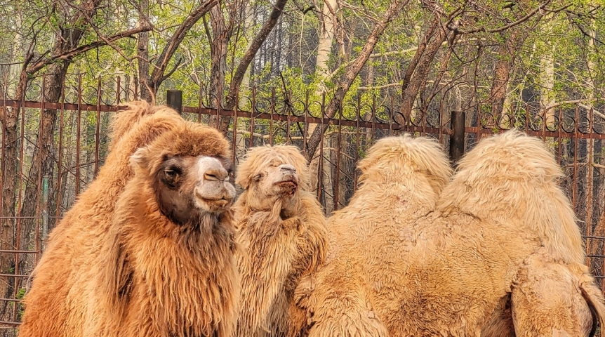 «К плевкам без нужды не склонны»: в Большереченский зоопарк привезли двух верблюдов
