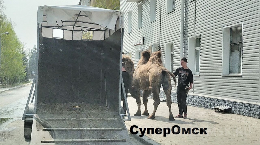 Общество Возле «коммуналок» в пятиэтажке Омска заметили довольного верблюда