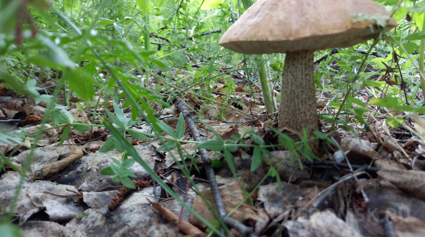 В Омской области начали собирать первые грибы в 2023 году