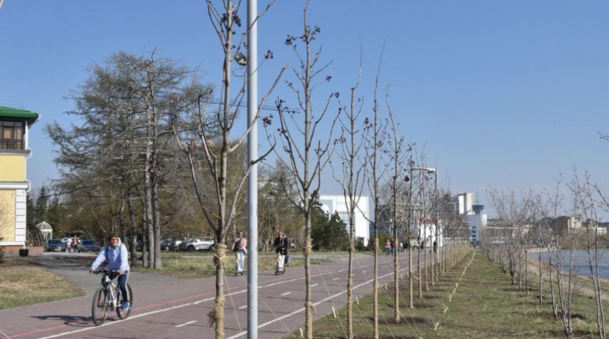 На будущей Аллее олимпийских чемпионов в Омске тополя заменят березами и яблонями