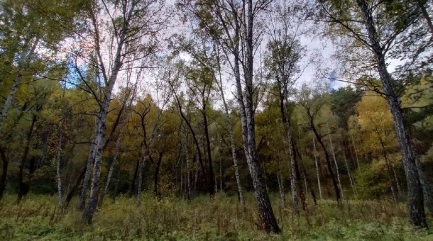 Упавшие деревья и светофоры: последствия ураганного ветра в Омске