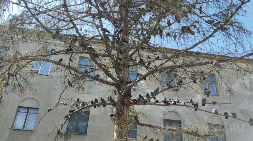 Заявлено о массовой смерти голубей у Старозагородной рощи в Омске от остановки сердца