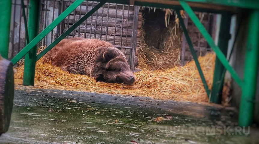Омская медведица Маша прервала зимний сон, чтобы попить водички, проветрить и вновь легла спать