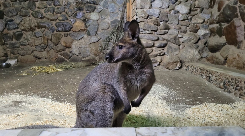 lavandasport.ru :: Ученые в Австралии задокументировали неплатоническую любовь кенгуру и свиньи