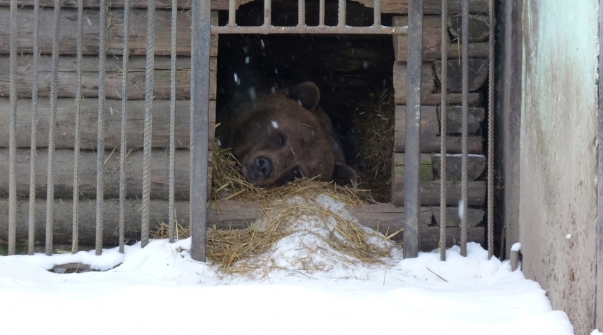 Омские медведи устроили стачку снегу