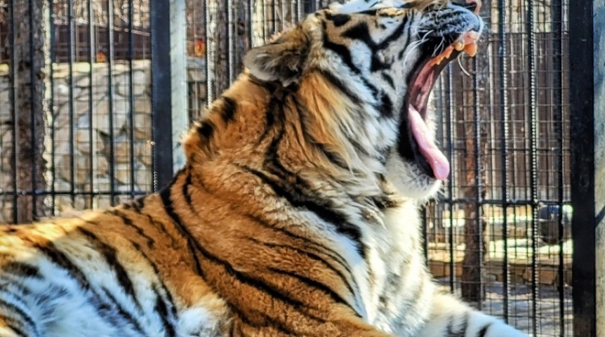 На пути у любви и страсти омских тигров Графа и Азы возникла преграда