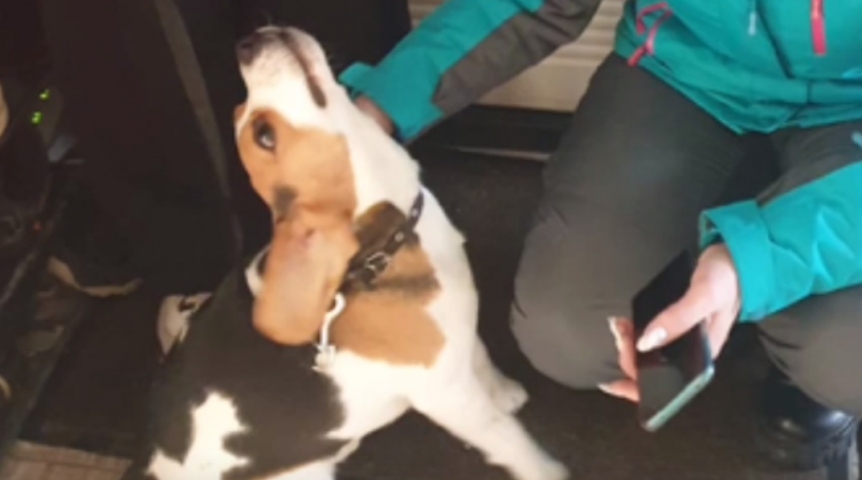 автобус санкт-петербург. казань-санкт-петербург автобус ecolines. комфортабельный автобус. ман пассажирский 49 мест. ман 758 автобус одиссея.