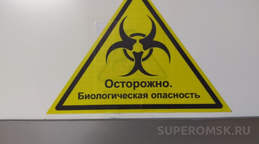 В городе Омской области ввели карантин из-за смертельного вируса