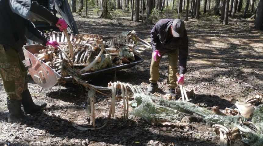 Из леса в Омском районе вывезли тонну костей животных