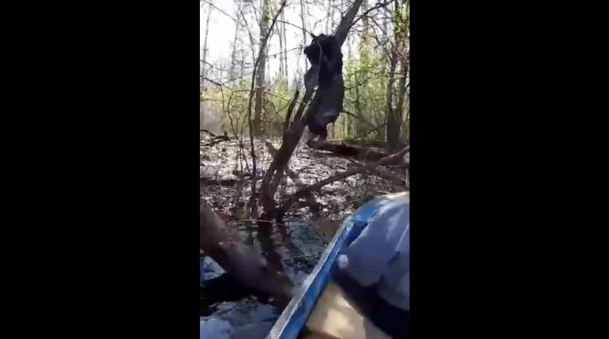 Омичам показали видео с мертвым медведем, застрявшим в деревьях в паводок