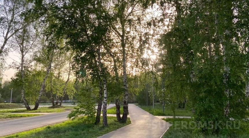 Власти Омска отреагировали на информацию о повреждении лиственниц в Городском саду