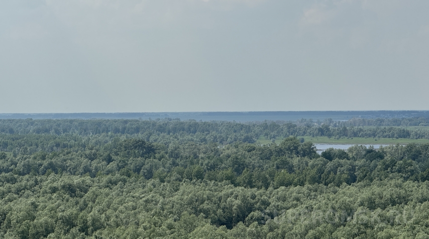В Омской области временно запретили собирать грибы в лесах