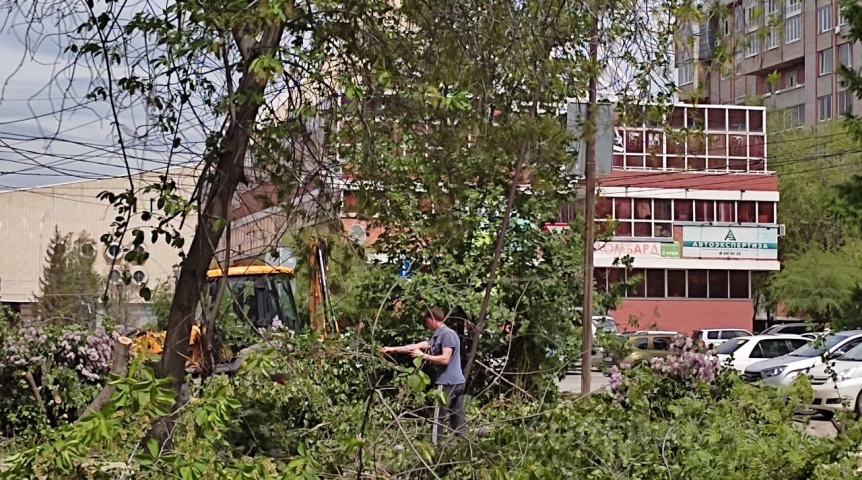 В центре Омска сносят деревья