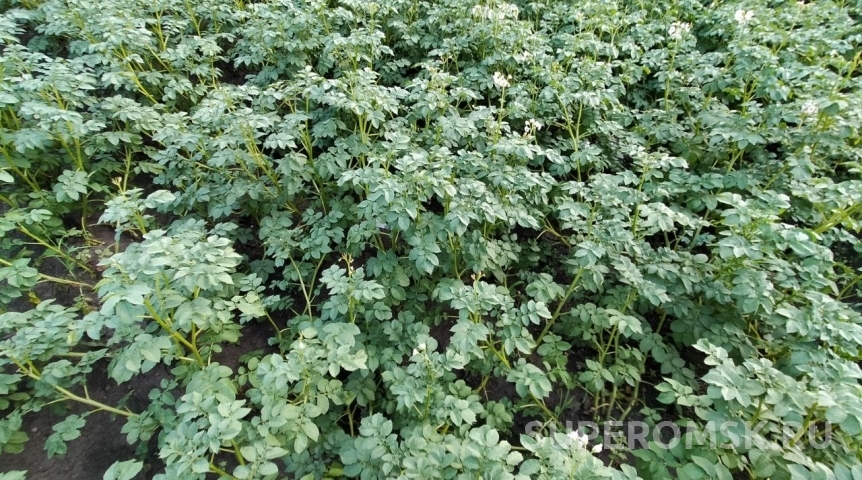 В Омской области из-за погоды подскочила численность опасного «пожирателя» картошки