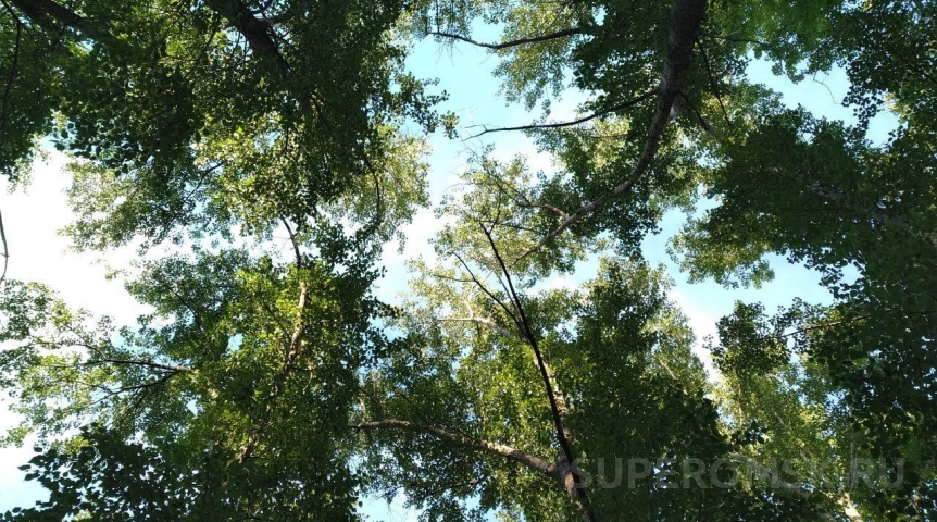 В Омской области мальчика убило упавшим от ветра деревом