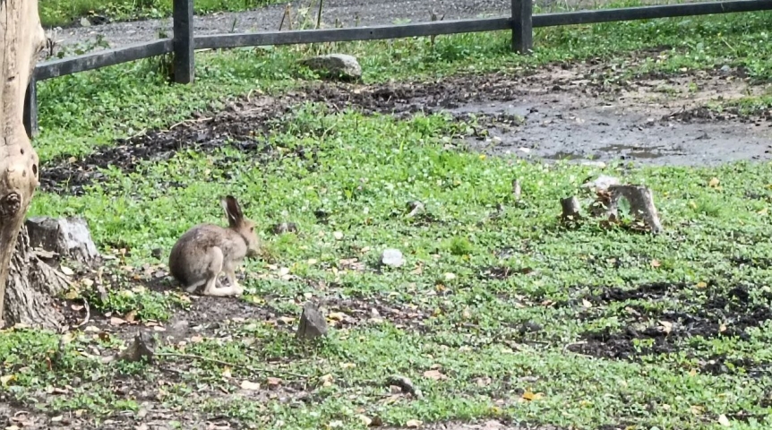В Омской области дикий заяц «зайцем» проник в чужой дом ради зрелищ и еды