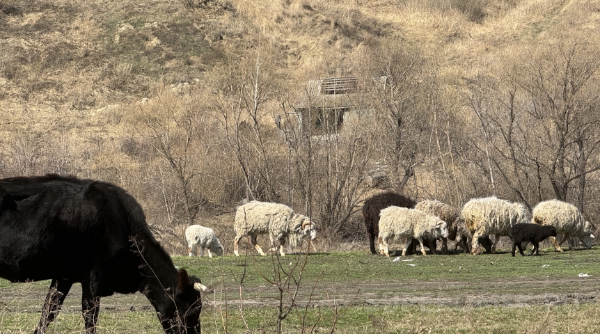 Происшествия в Омске Волки напали на село в Омской области