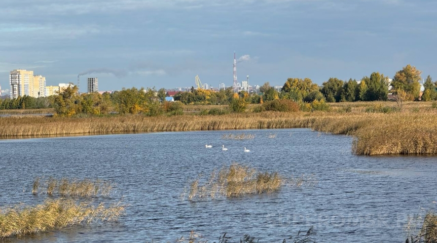 Получив достойные жилищные условия, лебеди из центра Омска впервые стали родителями и завели друзей