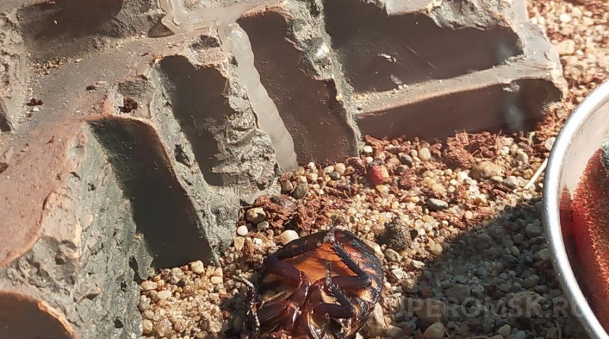 Жильцов дома в ЦАО Омска атаковали тараканы