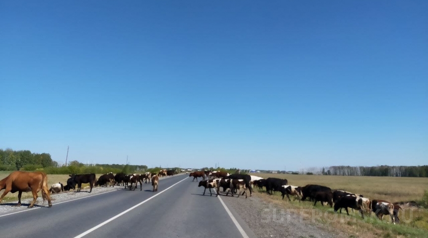 Омского агрария отметили на федеральном уровне