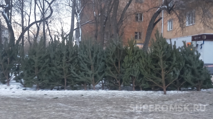 Названа стоимость елок на рынках Омска