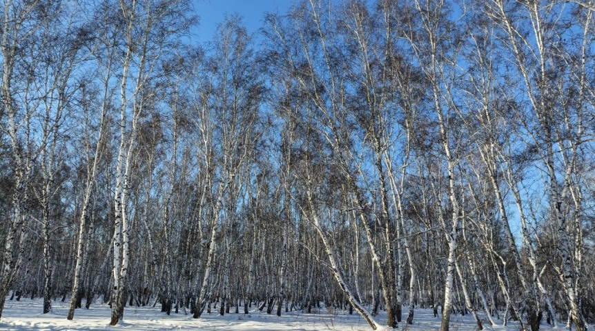 Лесные госуслуги в Омской области теперь можно получать другим способом